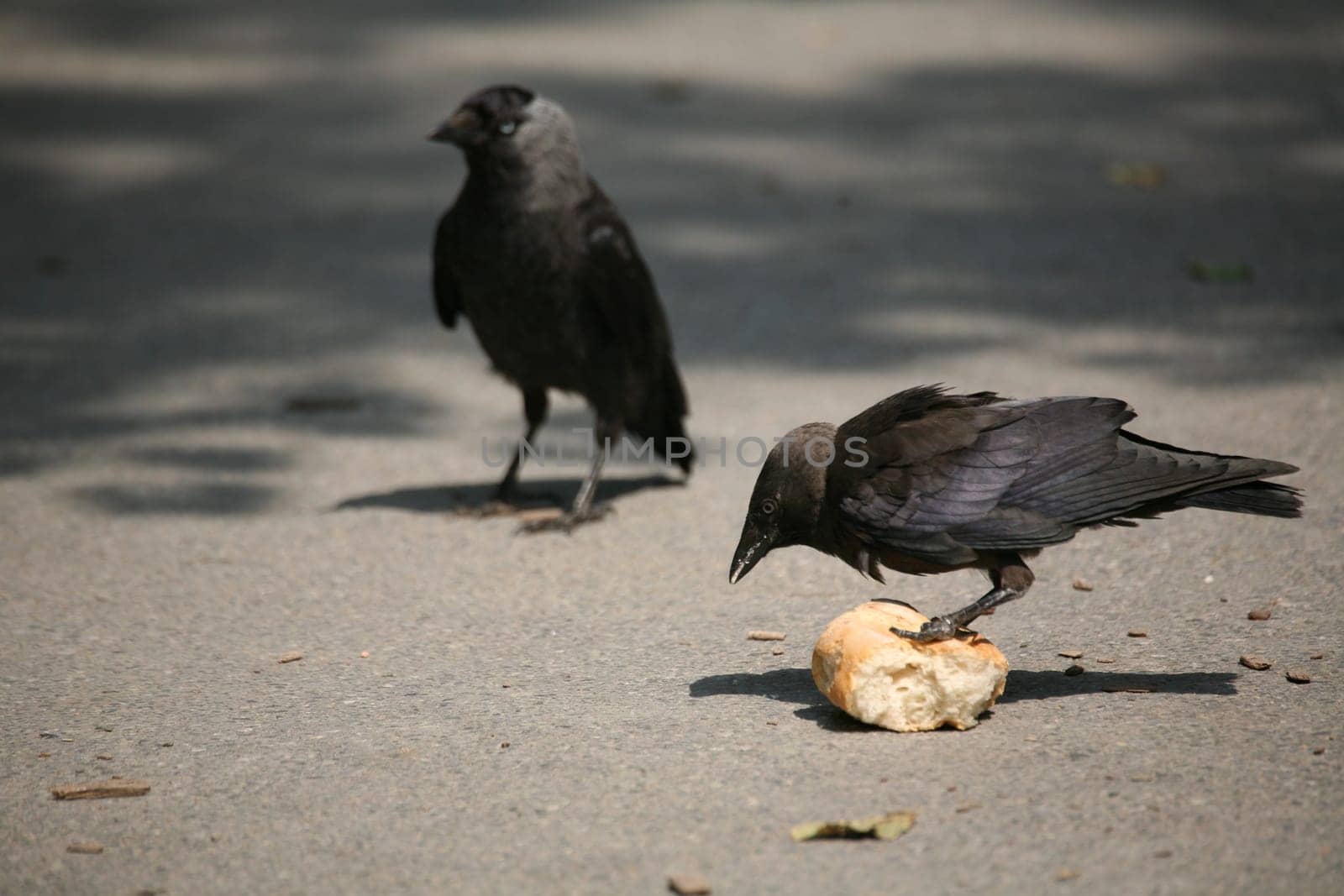 Jackdaw with captured bread roll