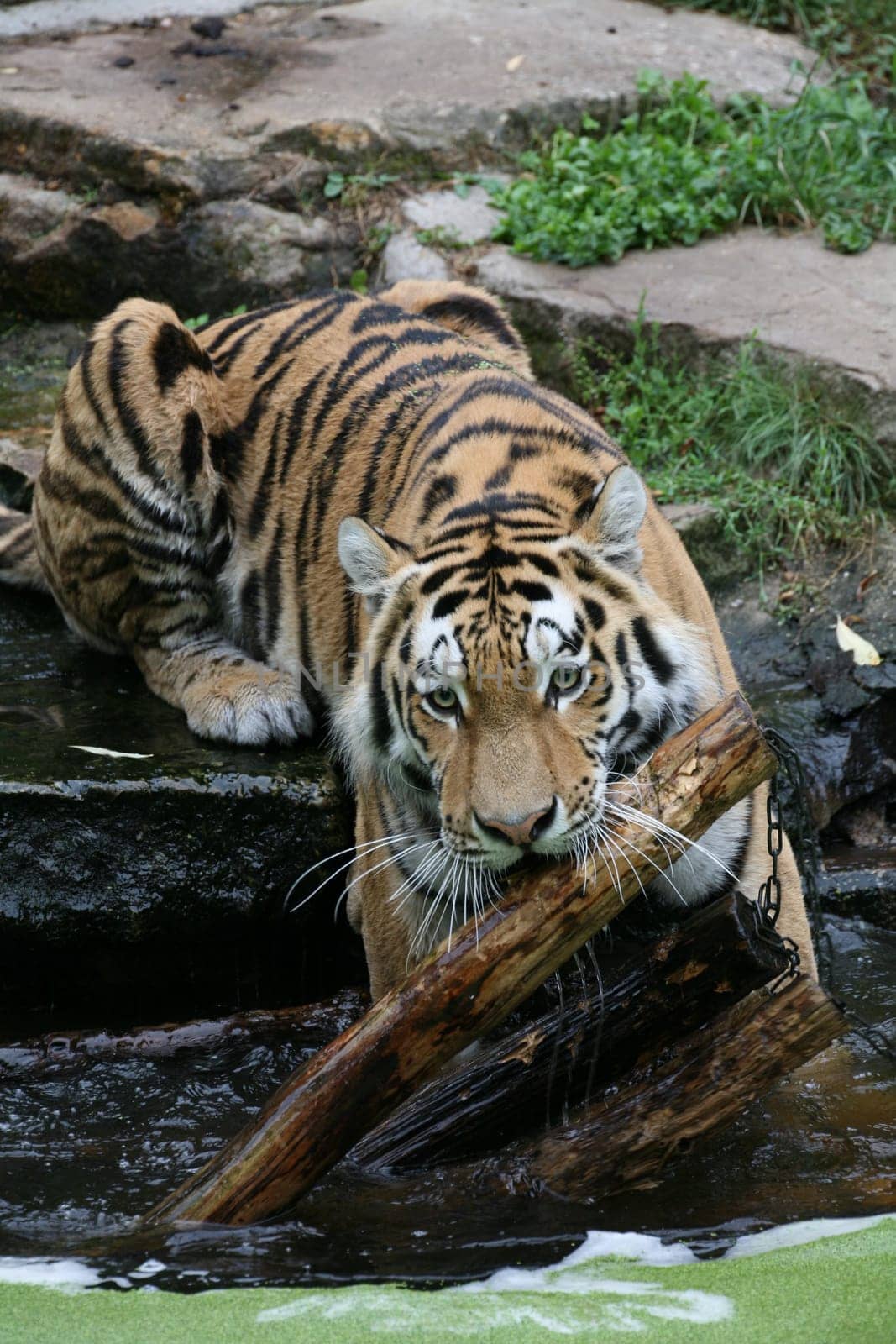 Siberian tiger