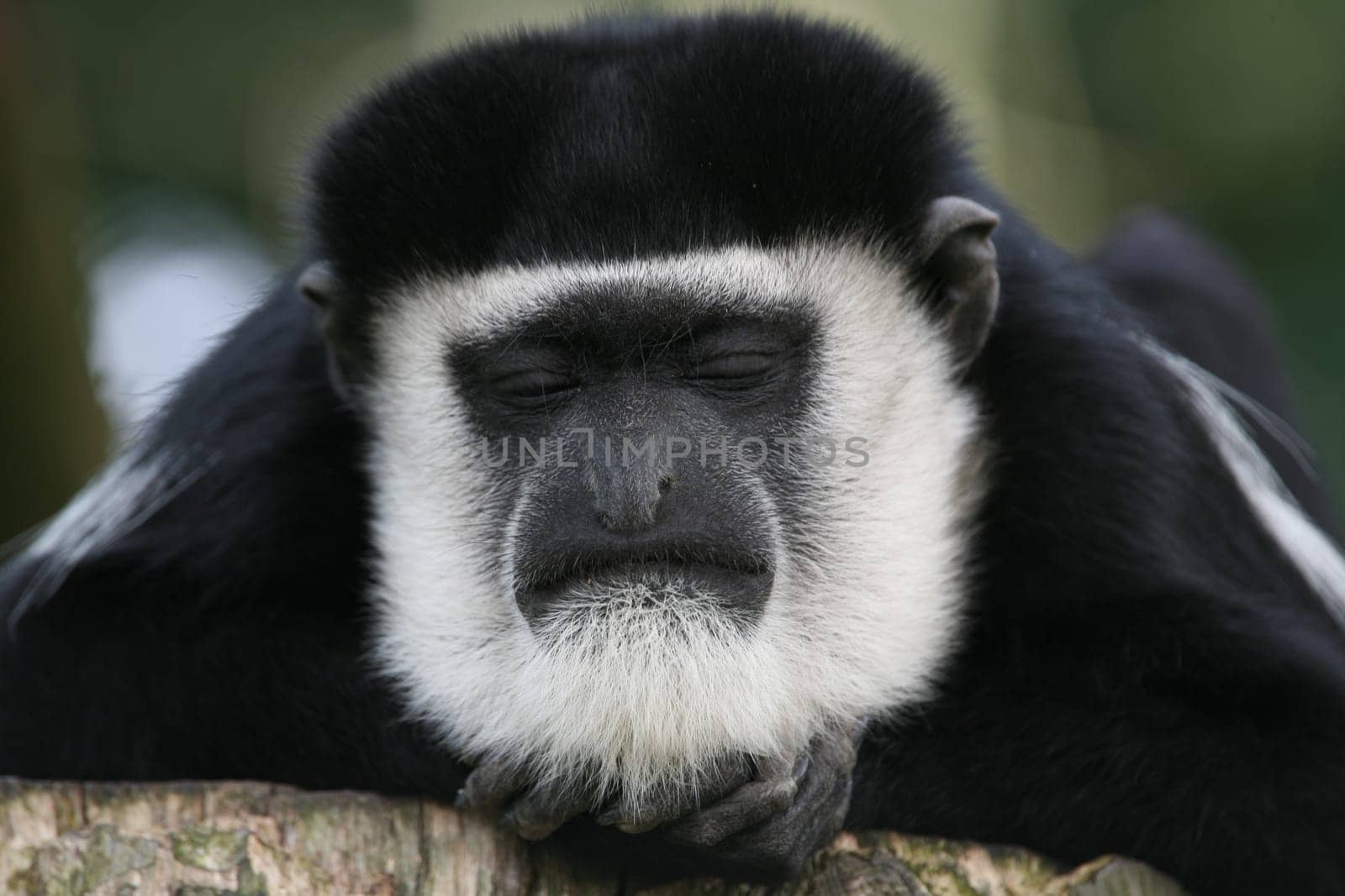 Colobus guereza