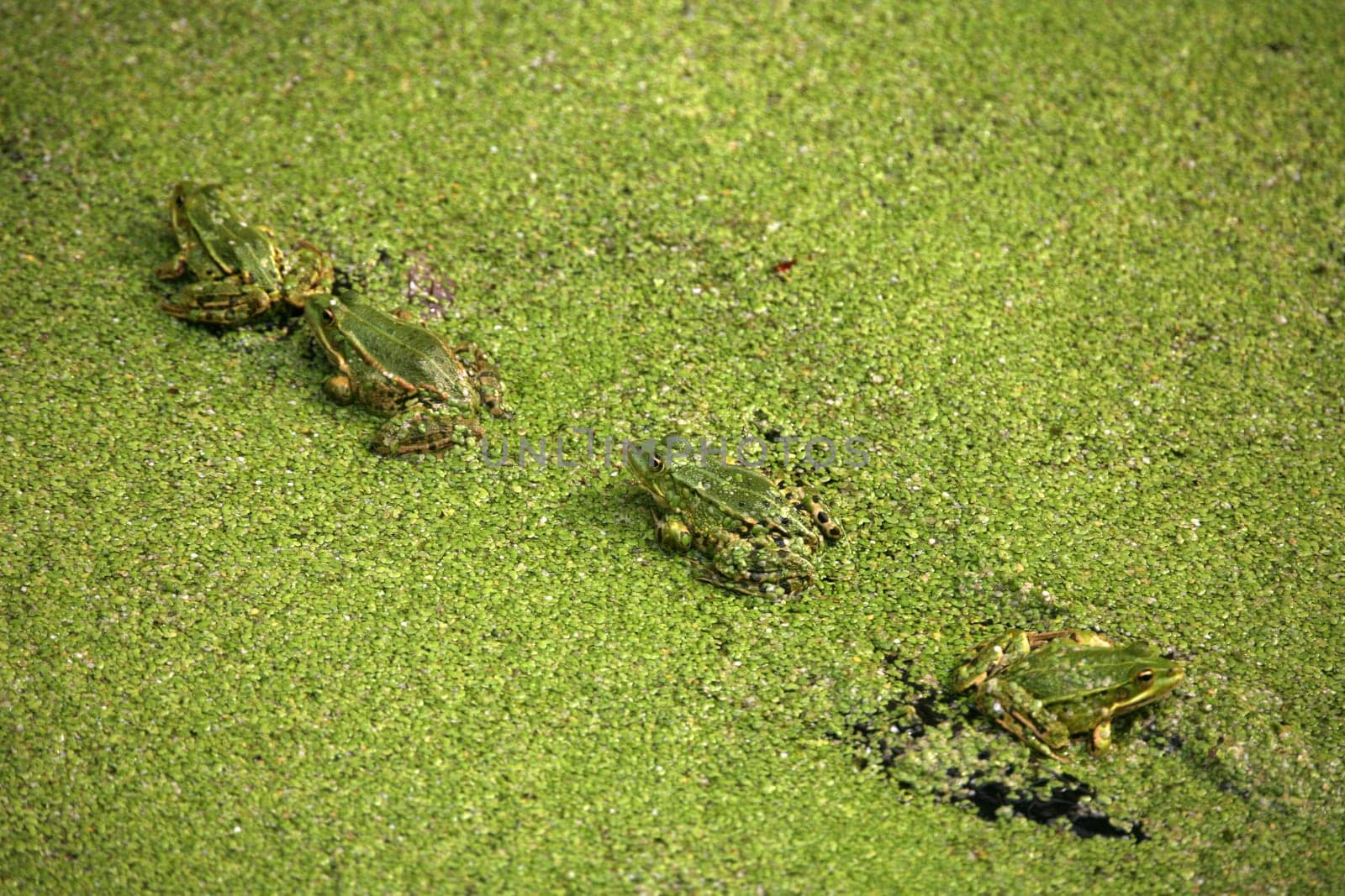 Green bouncers on green duckweed