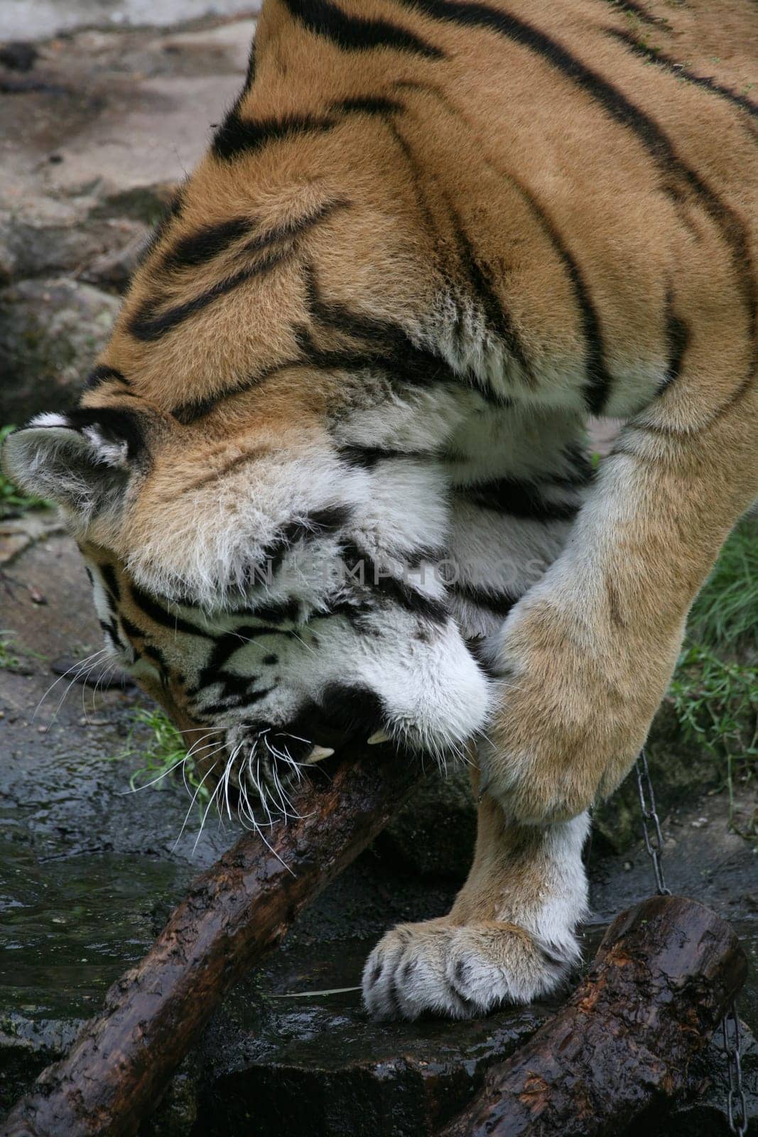 Siberian tiger