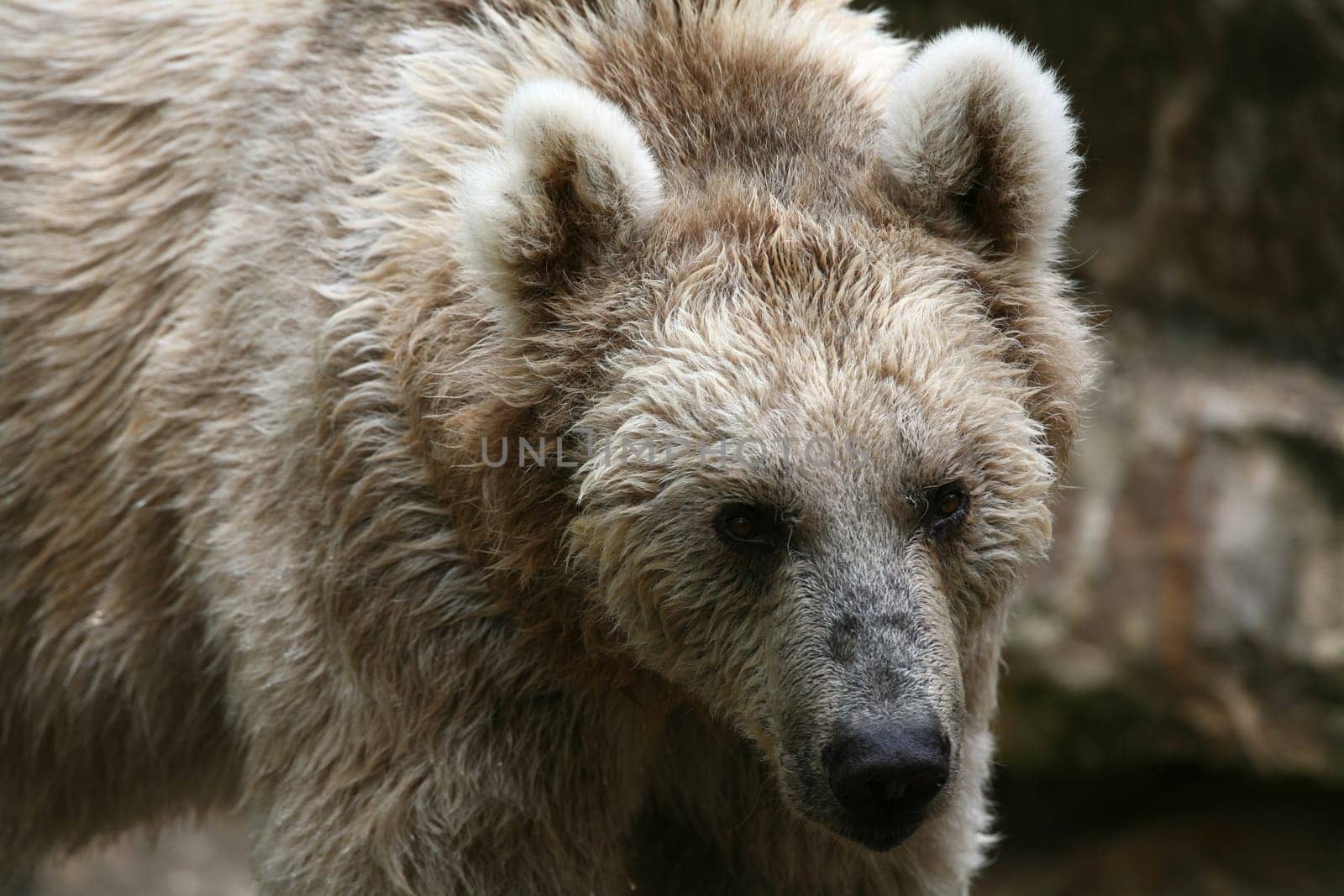 Syrian brown bear