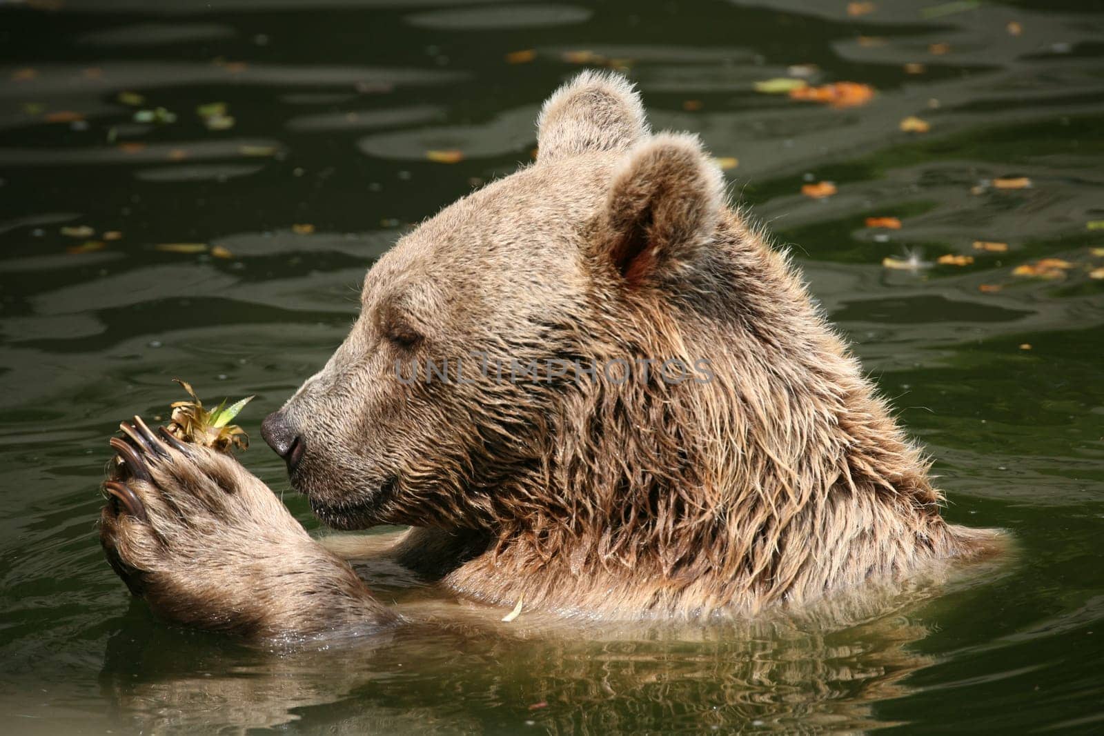 Syrian brown bear