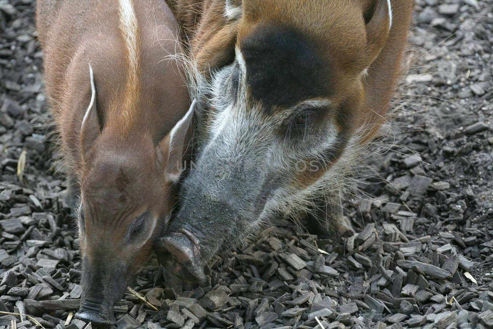 Potamochoerus porcus