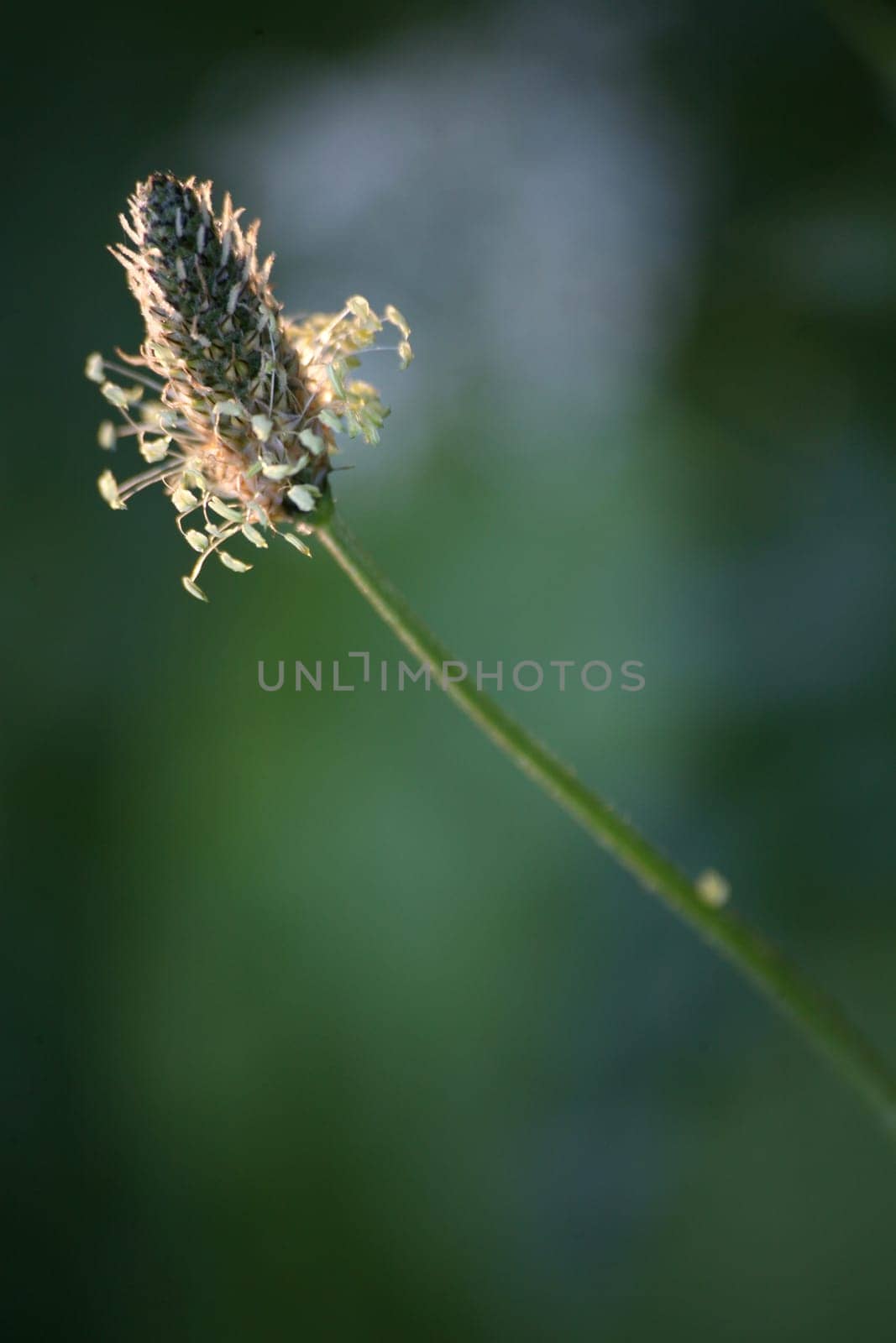 Plantago lanceolata