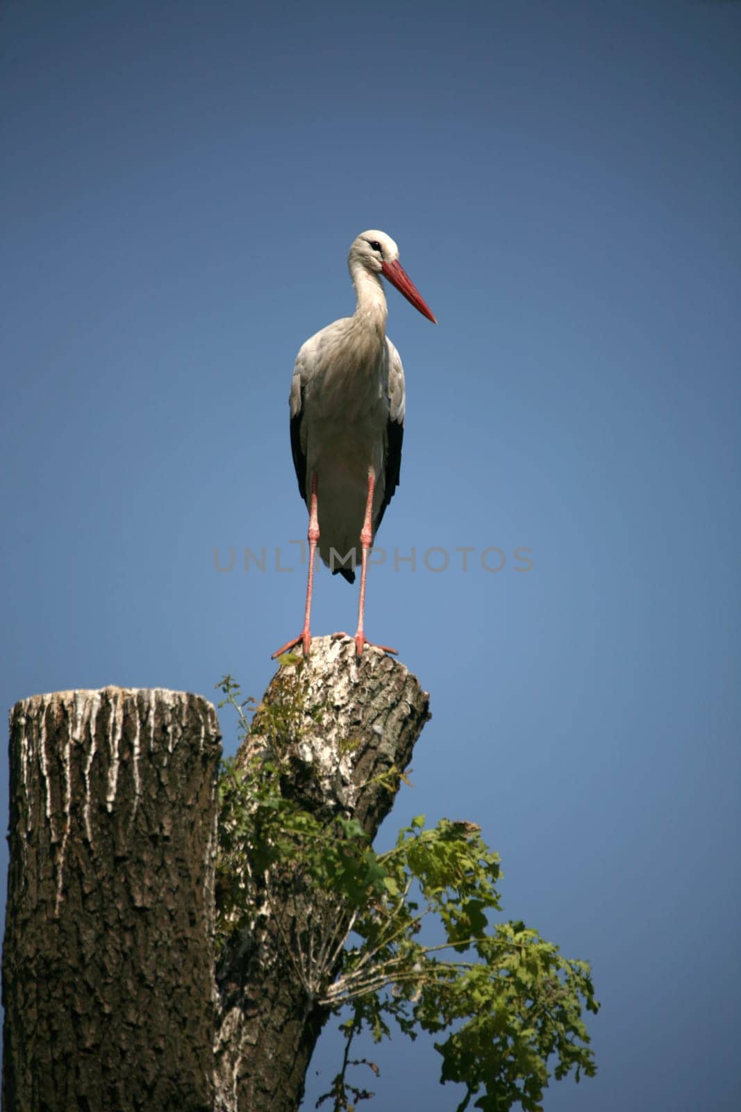 White stork
