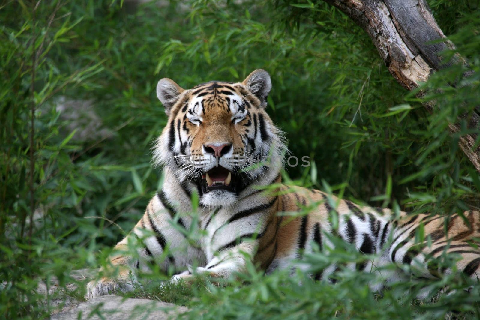Siberian tiger