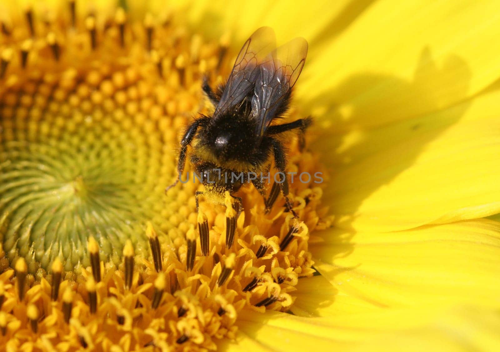 In search of nectar...