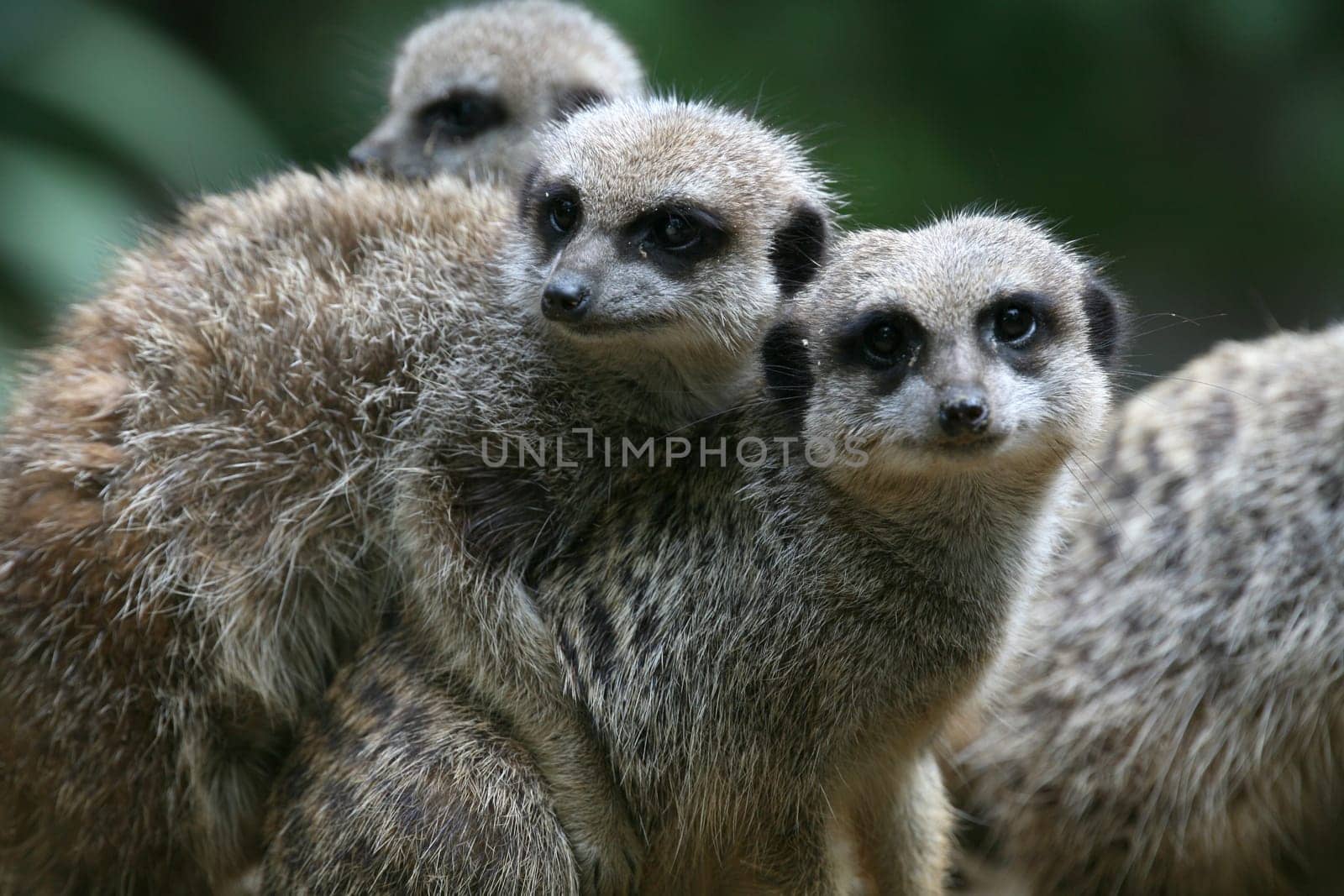 Cute but dangerous predators