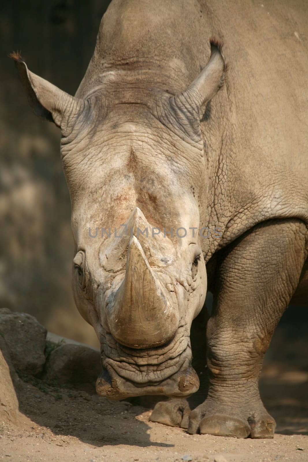 Ceratotherium simum
