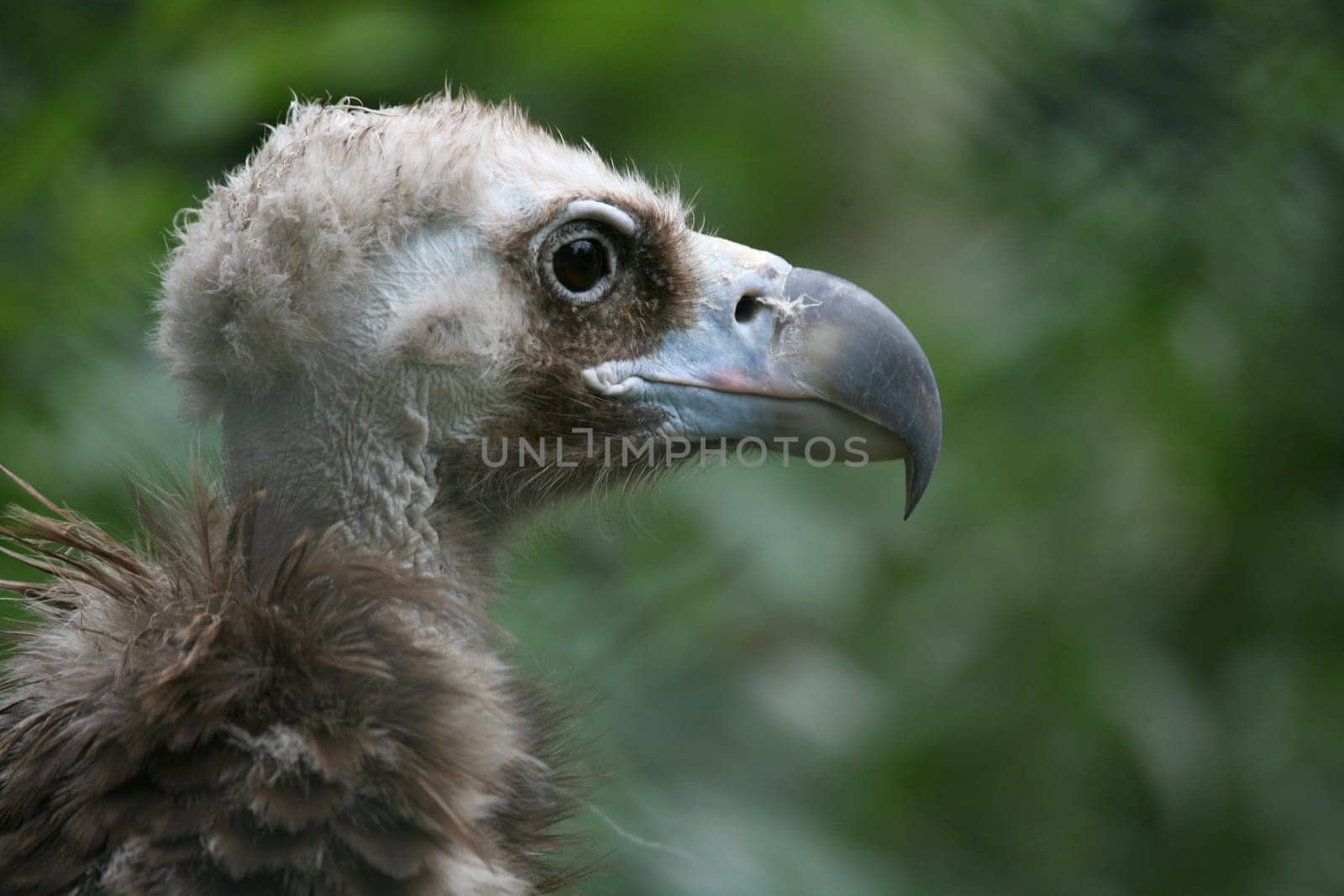 Beautiful scavenger