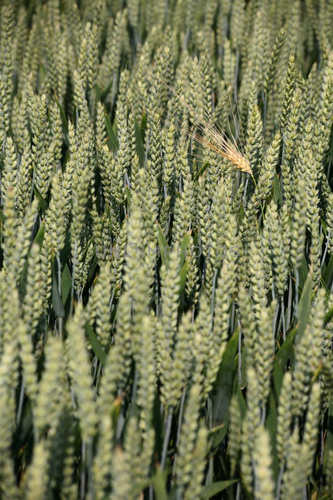 Ripe ears of barley in a still green wheat field