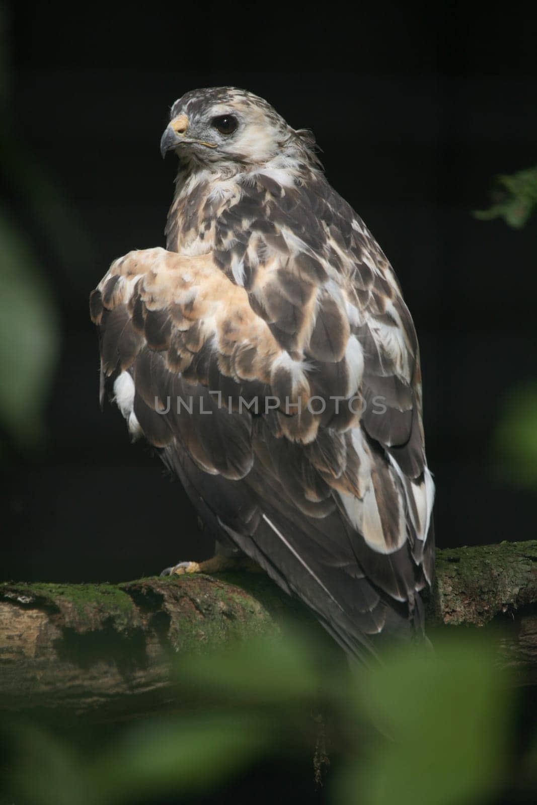 Proud bird of prey