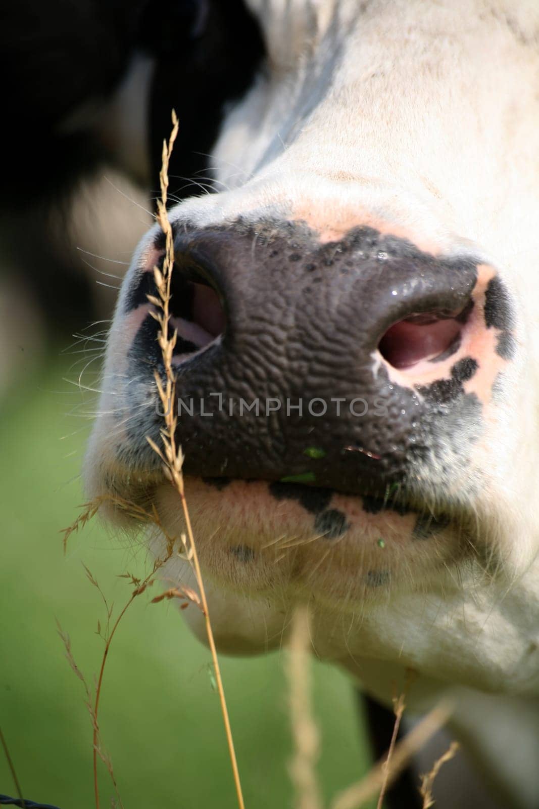 First of all,smell whether the grass tastes good...