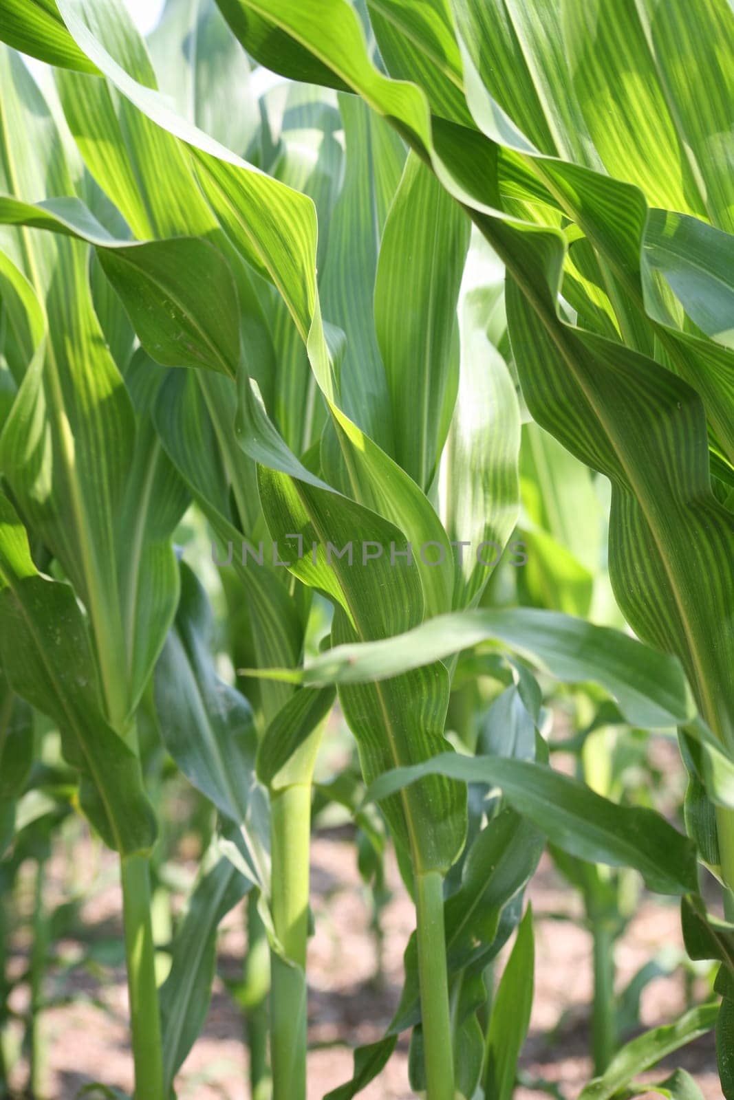 Young corn plants