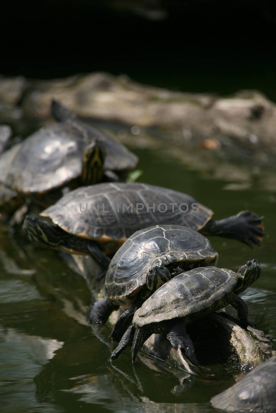 Red-eared turtles on a tree trunk
