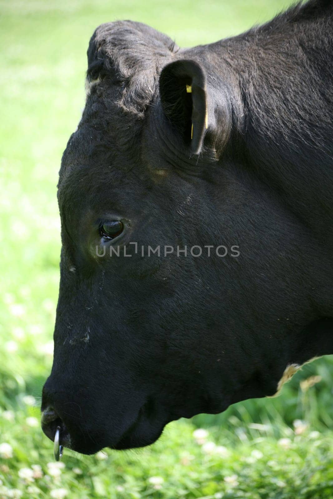 Only oxen wear nose piercings... -))