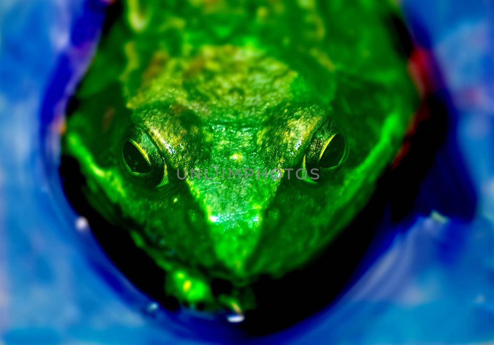 Frogman