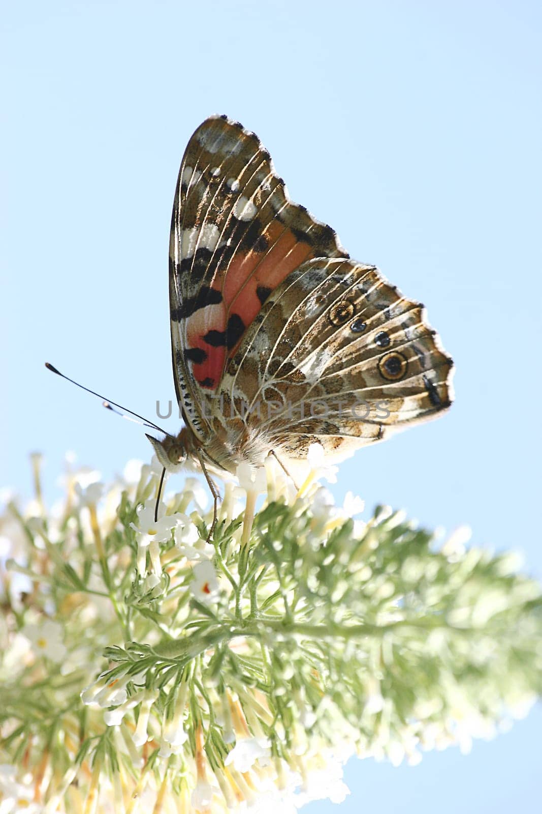 Painted lady