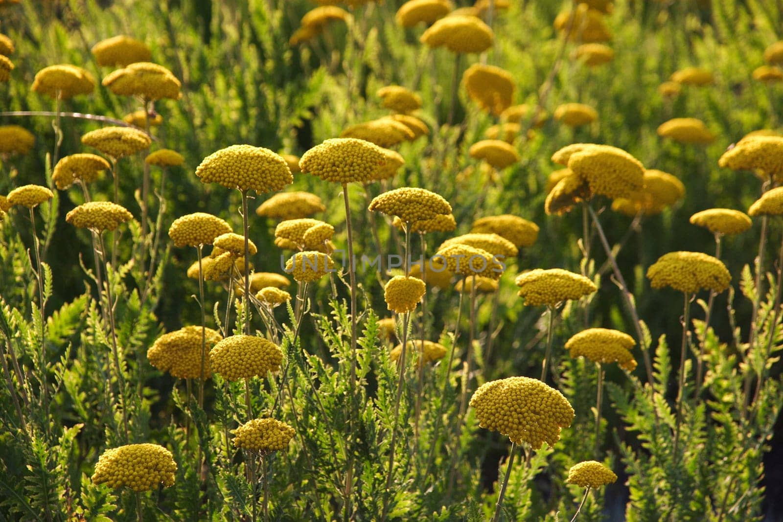 Yellow yarrow Achillea filipendulina  Is a beautiful erect sheaf species with leafy stems. It grows to a height of over 1m. The pinnate leaves are light green. In summer,the large umbels appear from many yellow flowers. Good dried flower,as it