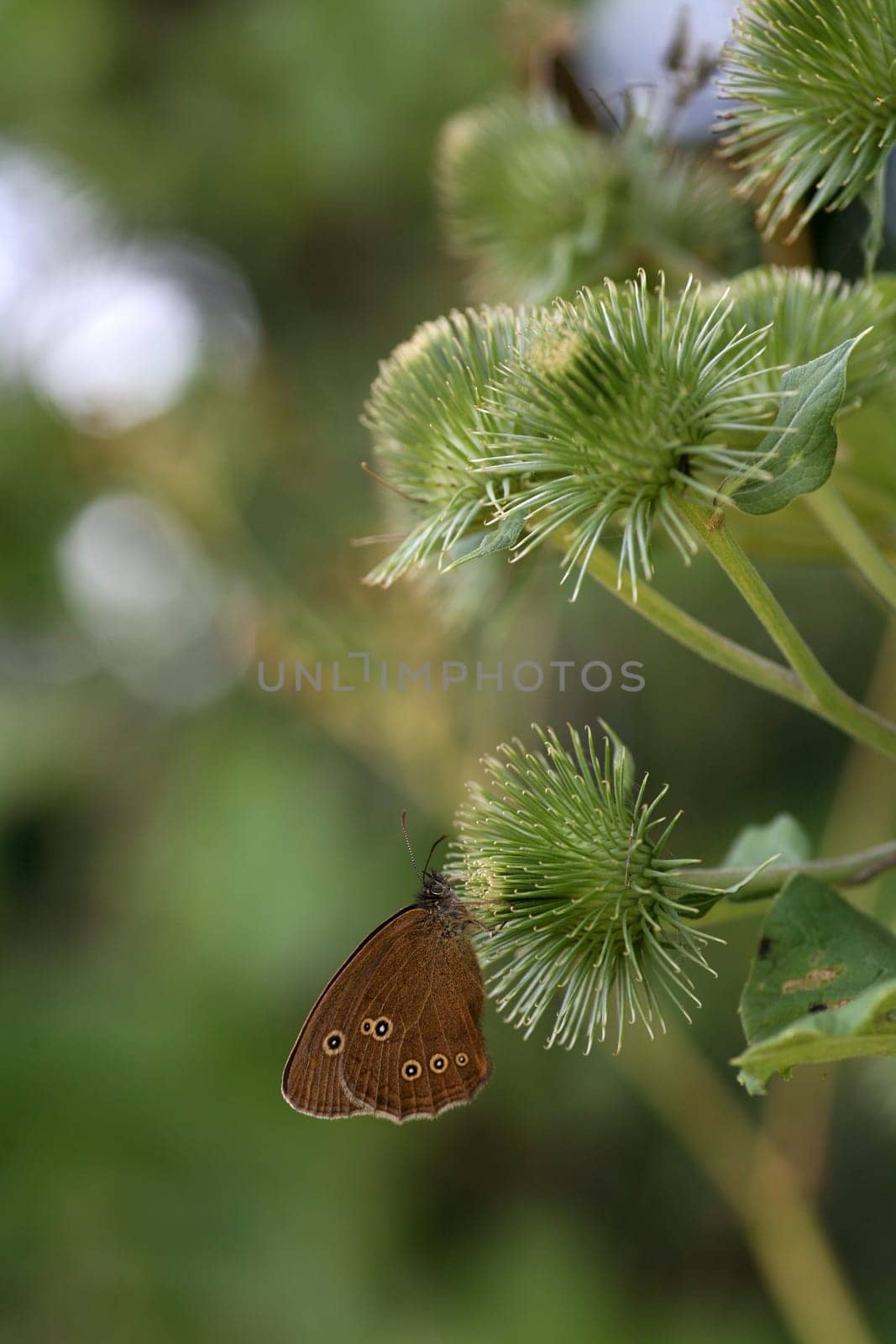The moth is also called a chimney sweep