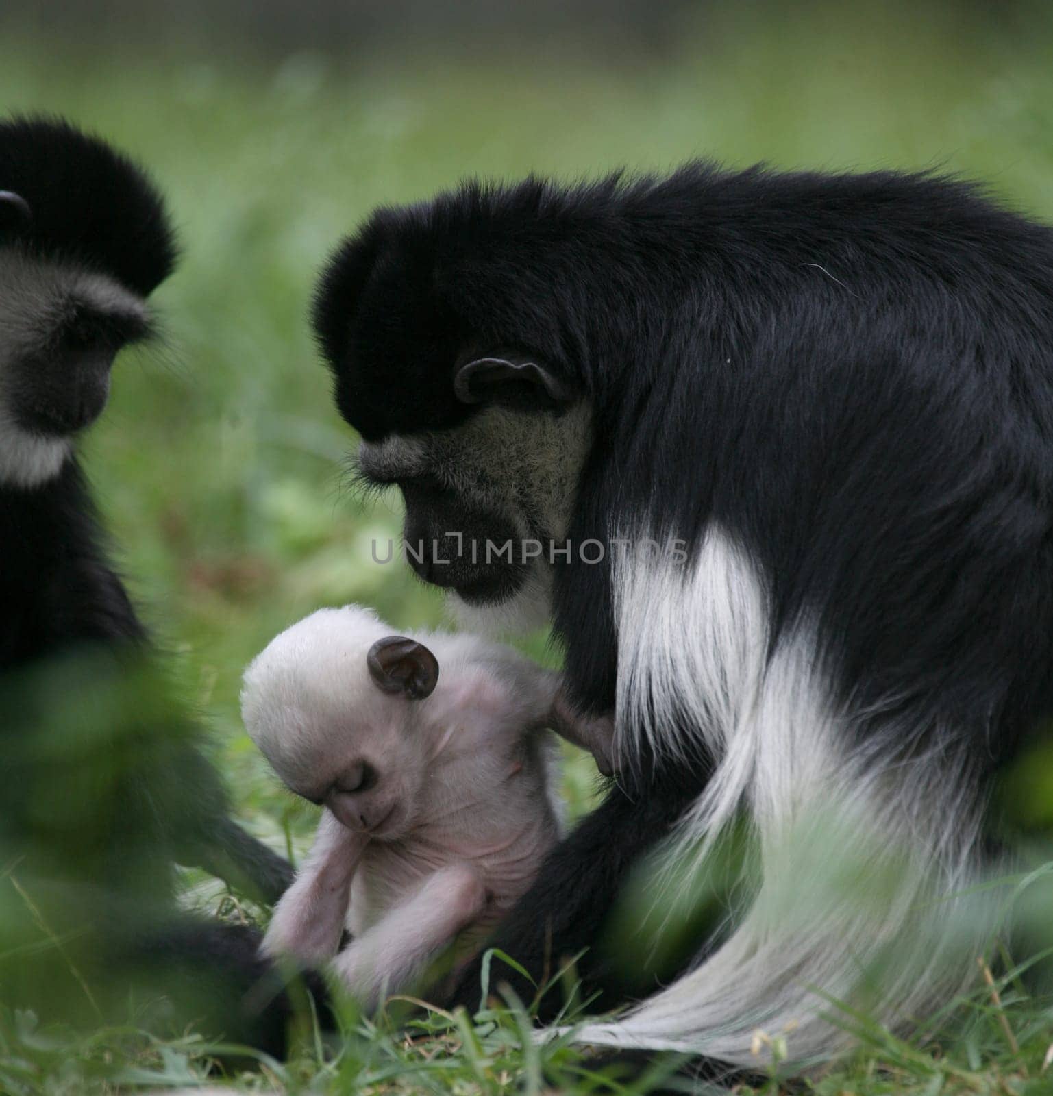 Guereza family with baby
