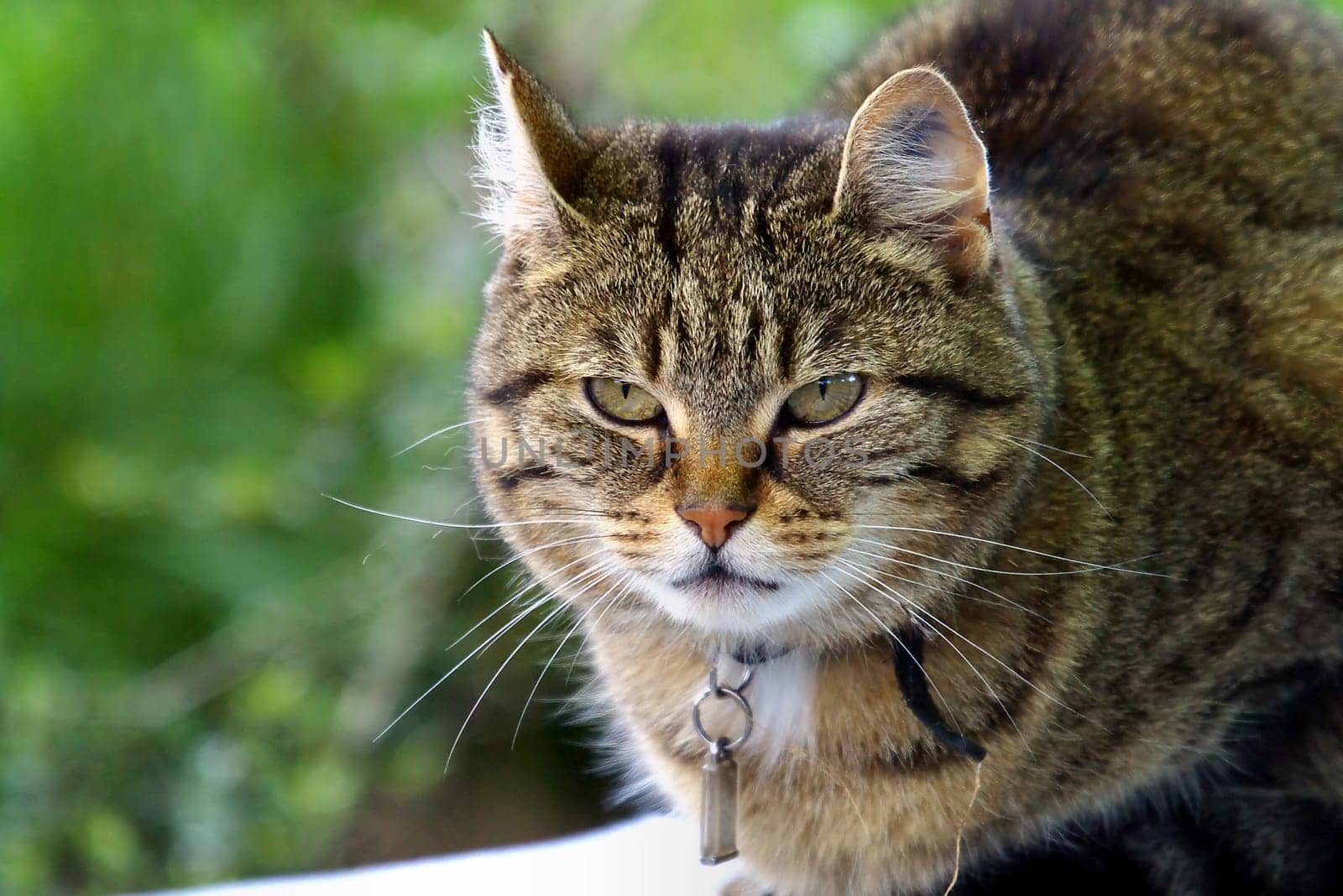 Garden house tiger