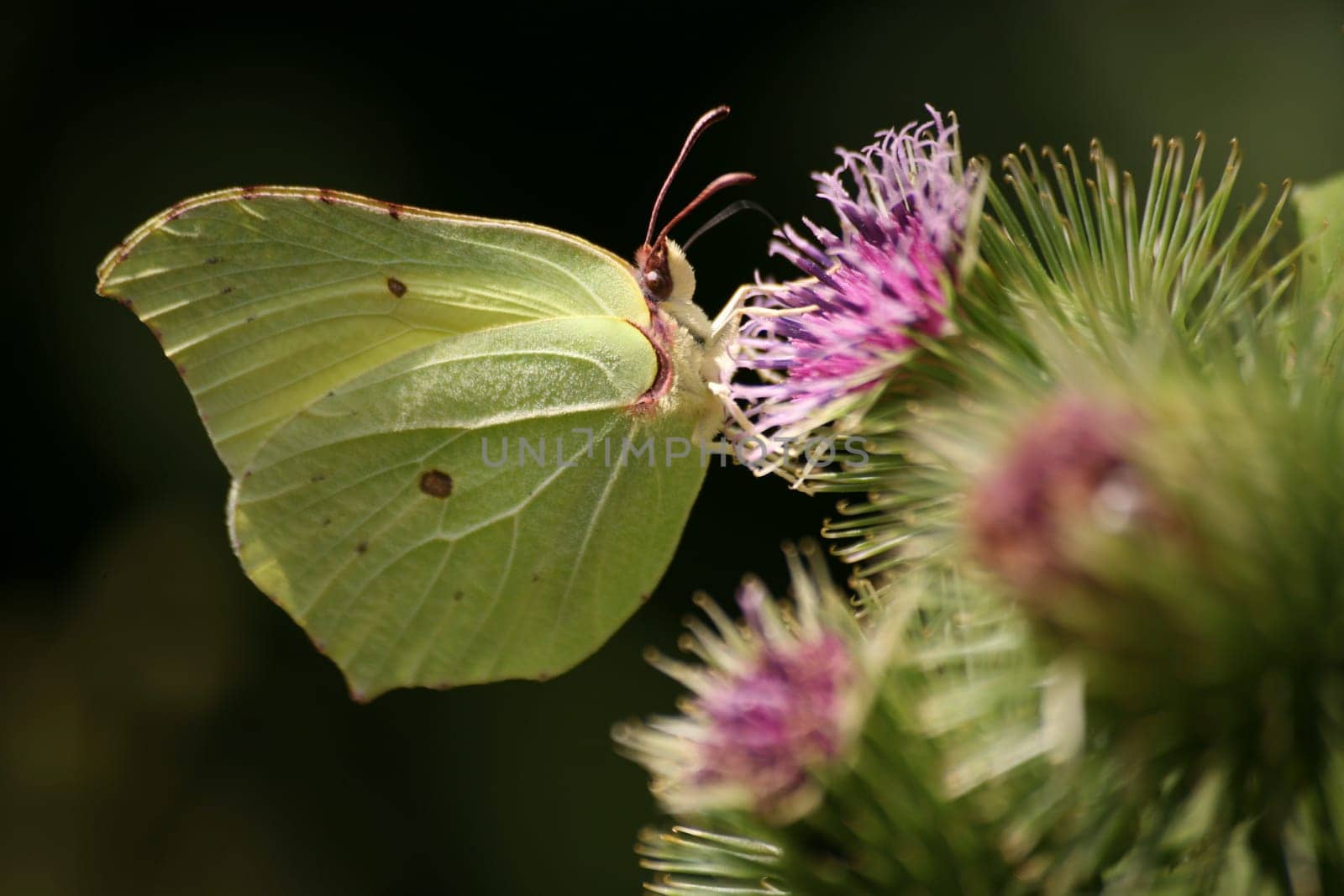 Gonepteryx rhamni on a thistle