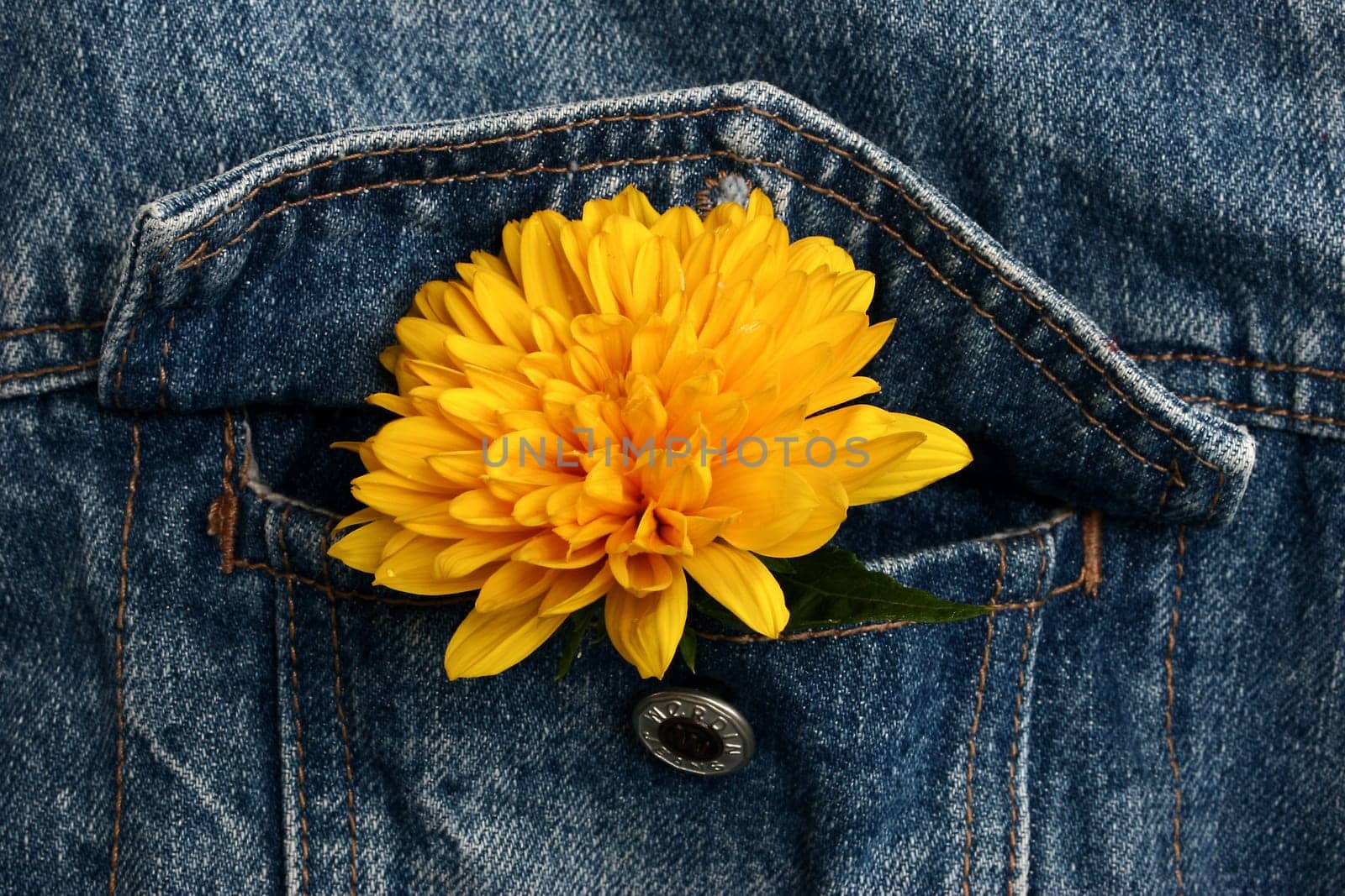 Bloom in the buttonhole
