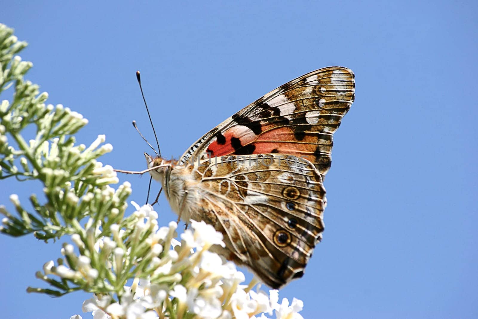 Painted lady
