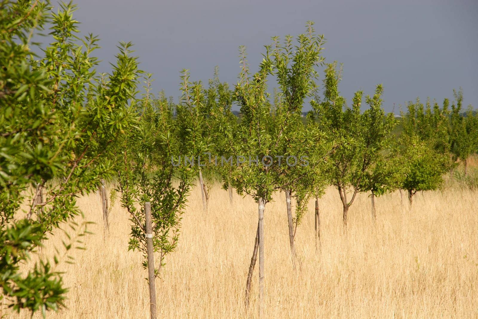 Orchard 2