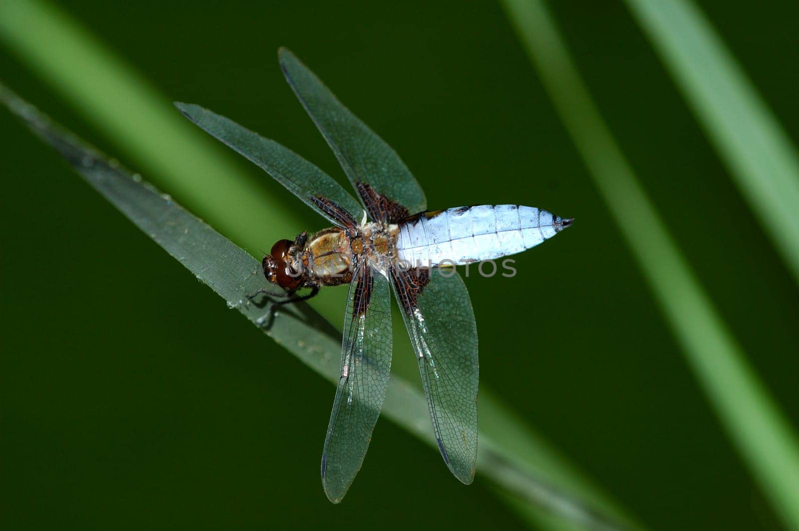 ... Male flat-bellied libellula depressa