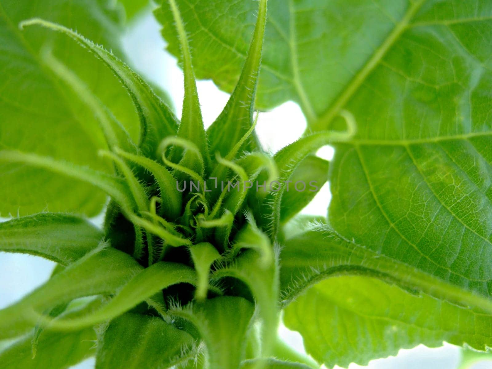 Bud