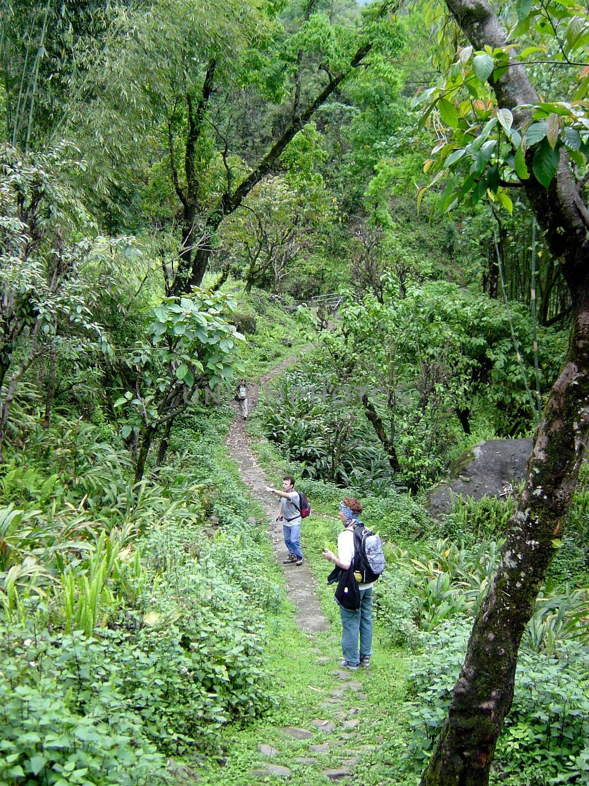 Jungle hike Sikkim India