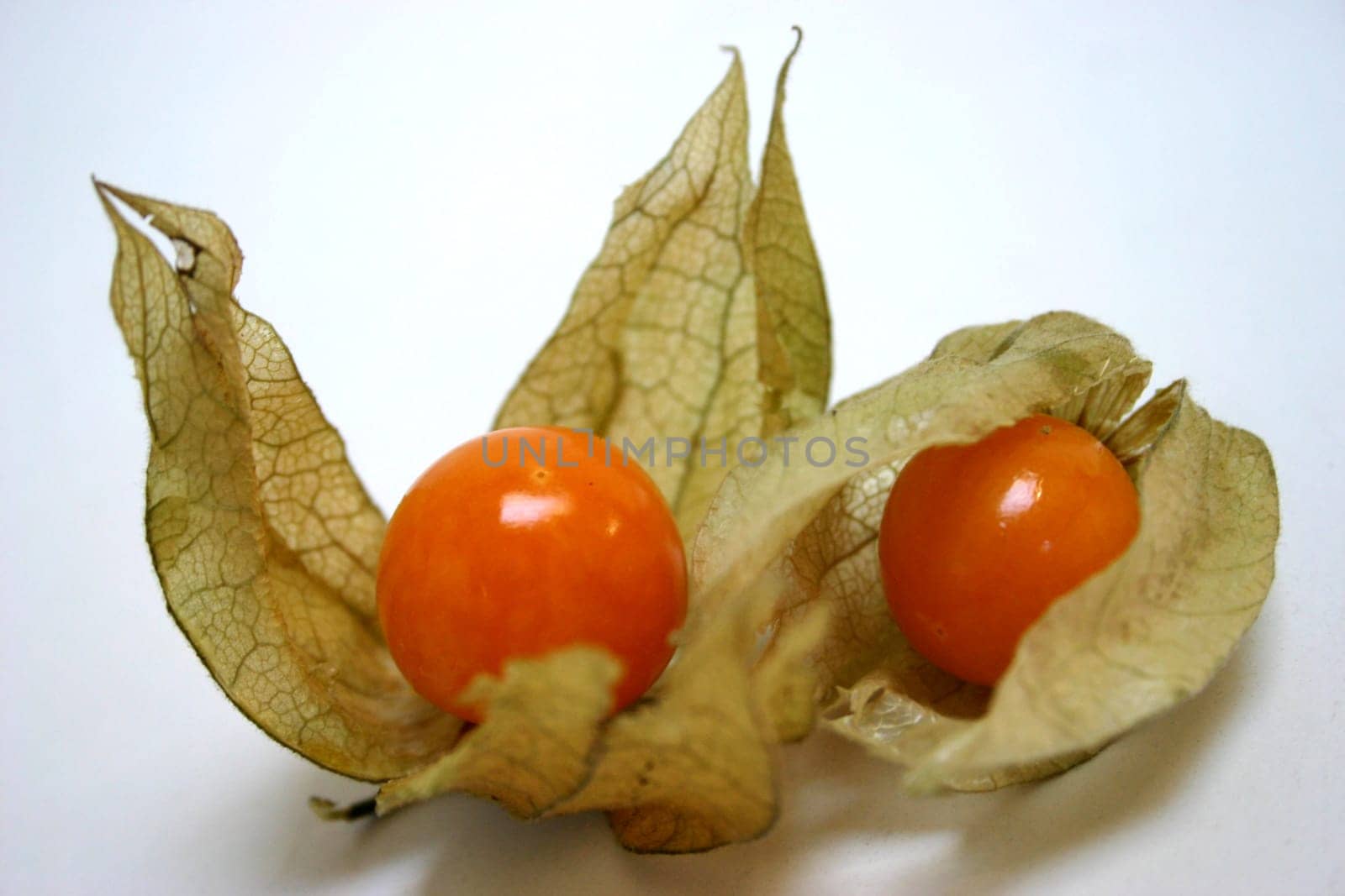 Physalis (2)