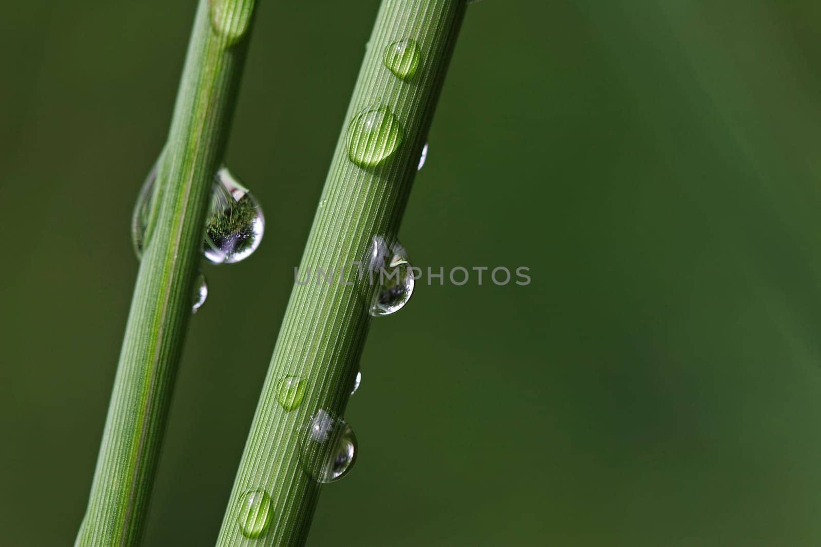 Blade of grass (2)