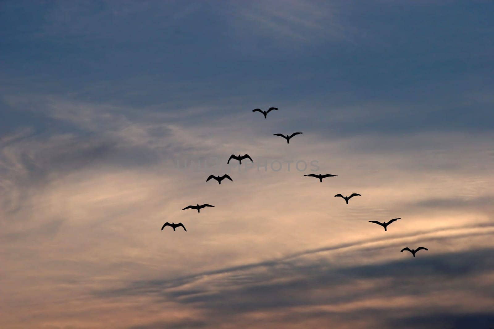 Seagull Formation