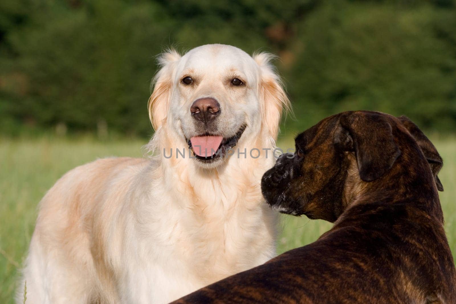 Purebred female boxer sniffs Golden Retriever