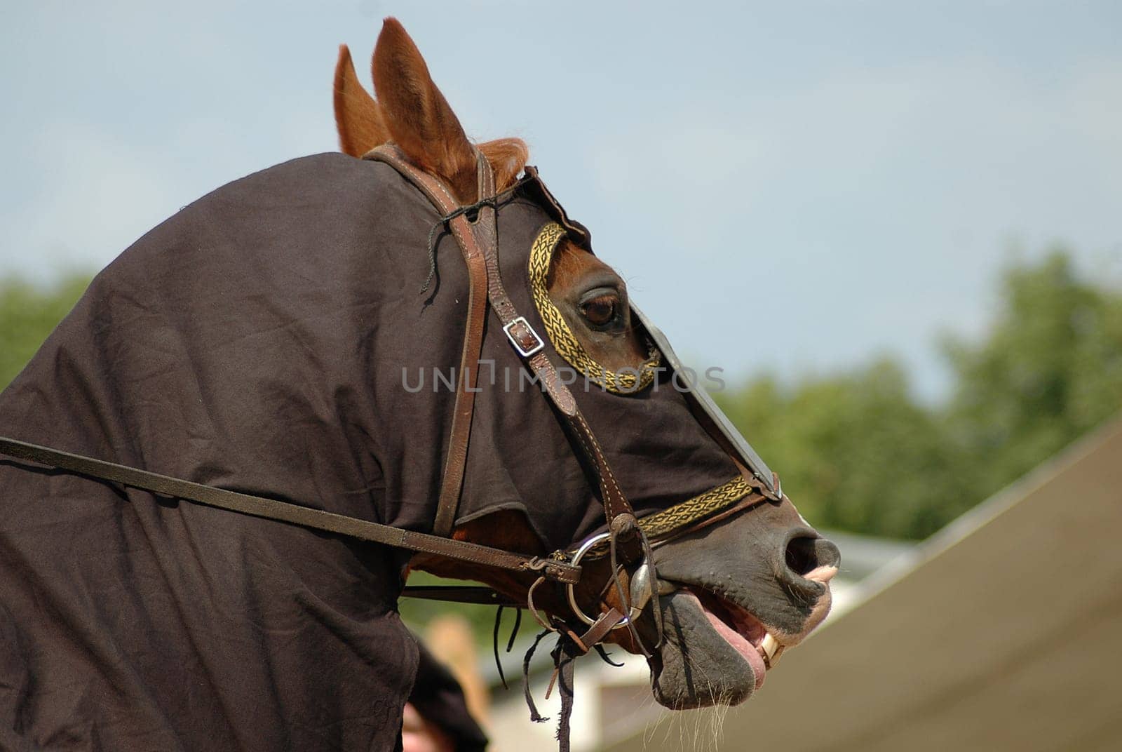 The horses also had a lot to do at the castle festival...!
