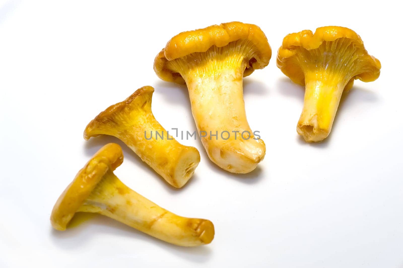Chanterelles 05