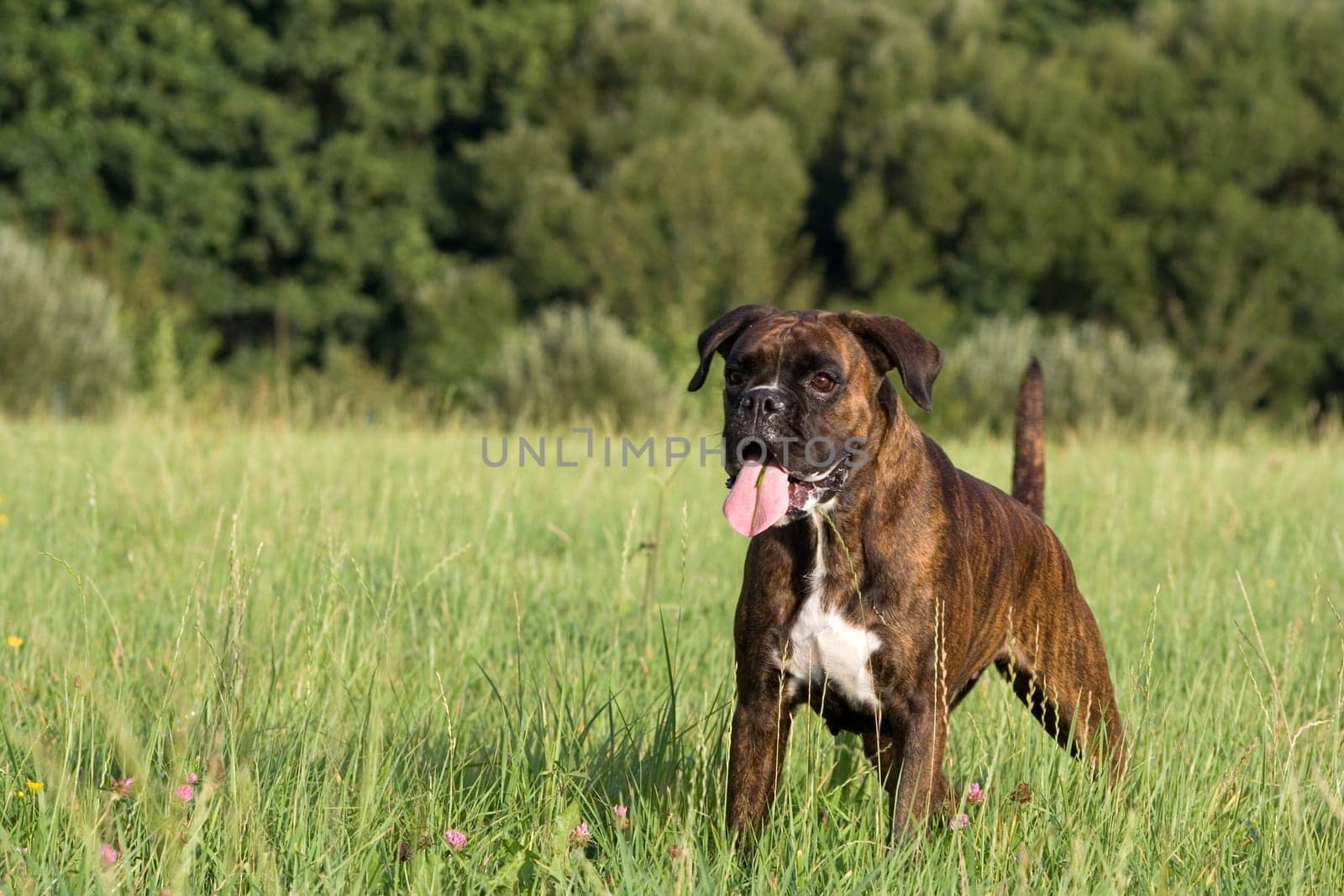 Purebred female boxer brown brindle
