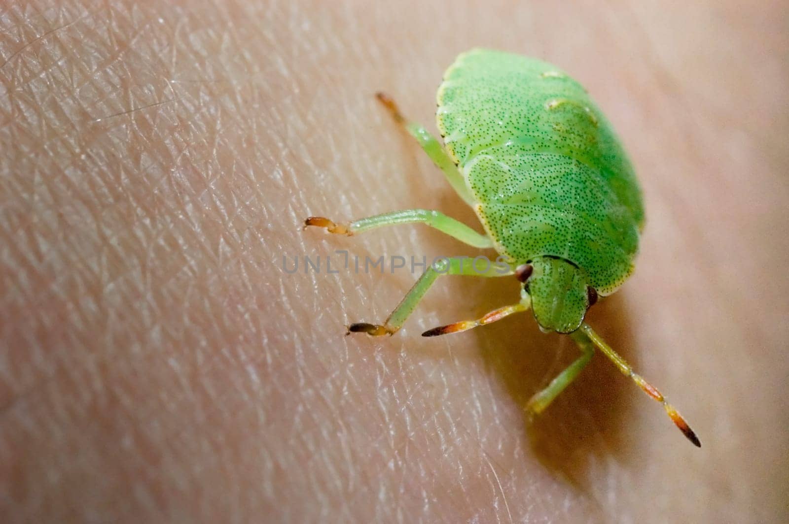Green stink bug,palomena