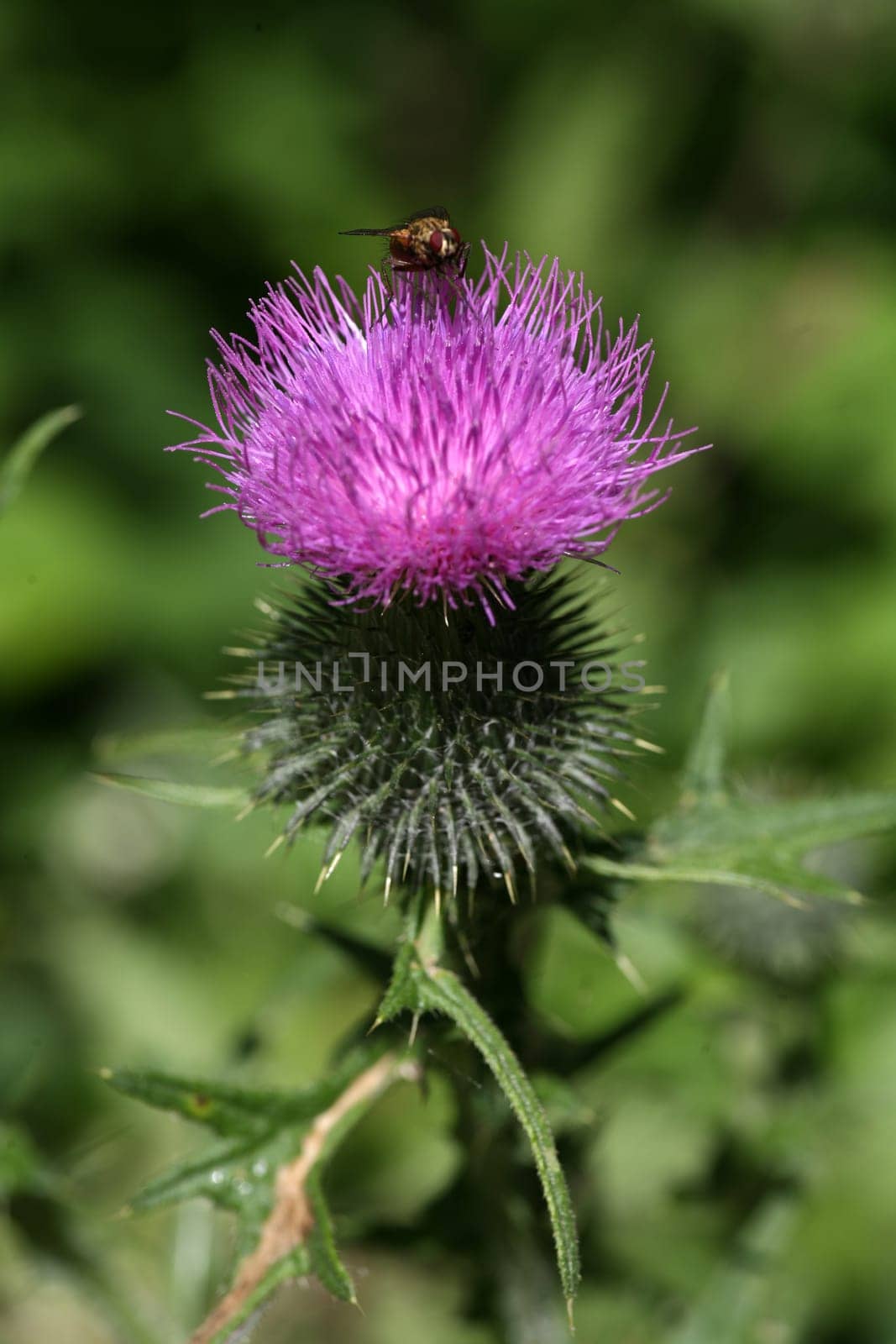 Fly on the flower of a common thistle