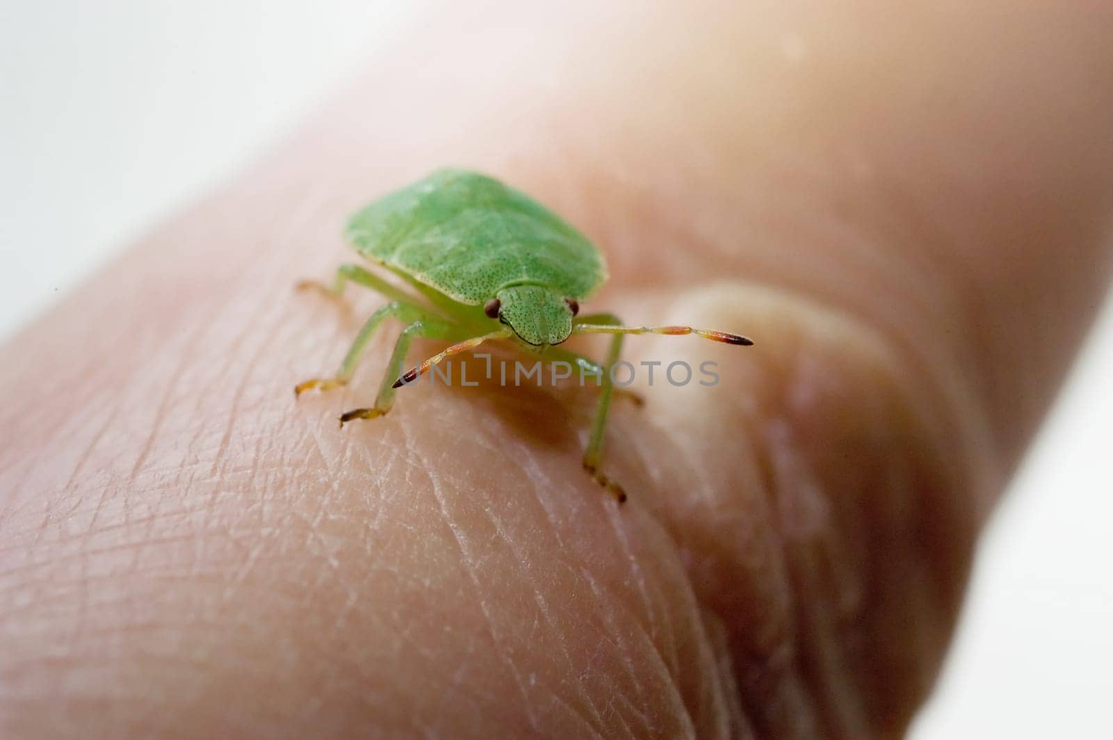 Green stink bug,palomena