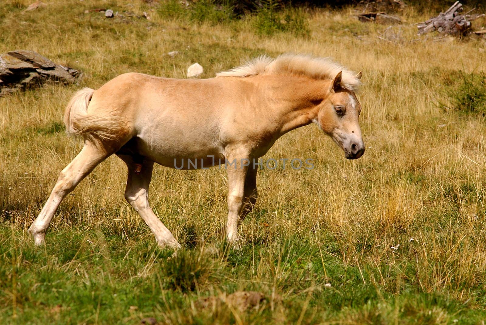 The son of the Arabian stallion 133 El'Bedavi XXII 1868 and a Noriker mare,249 Folie,in 1874 on the farm of Josef Folie in the South Tyrolean town of Schluderns/Vinschgau,is considered to be the beginning of targeted Haflinger breeding. The name Haflinger may refer to: