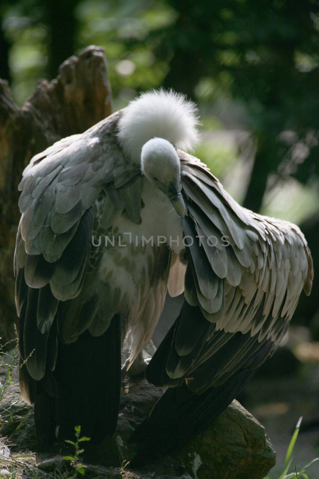 fulvus