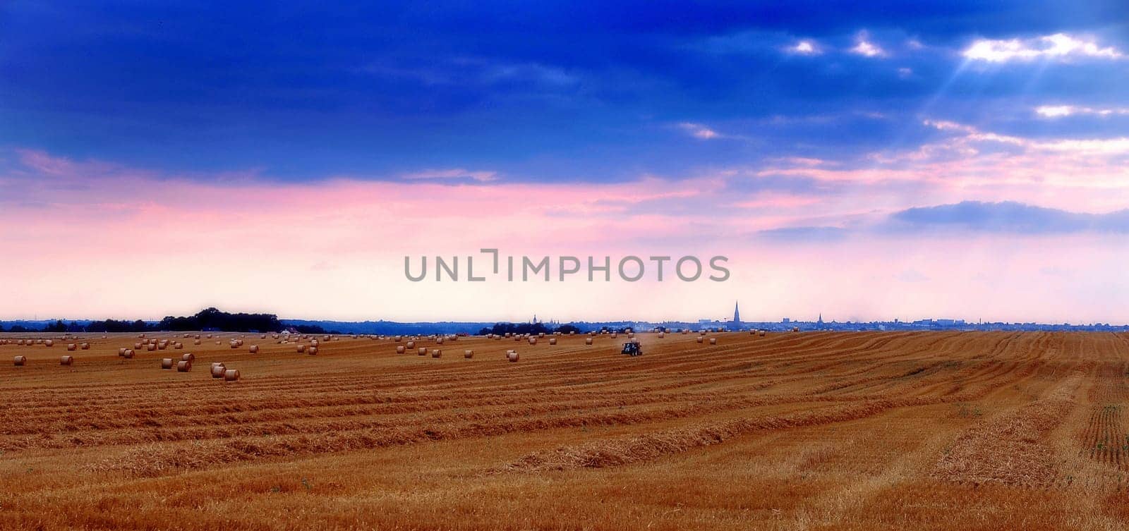 Field in late summer II