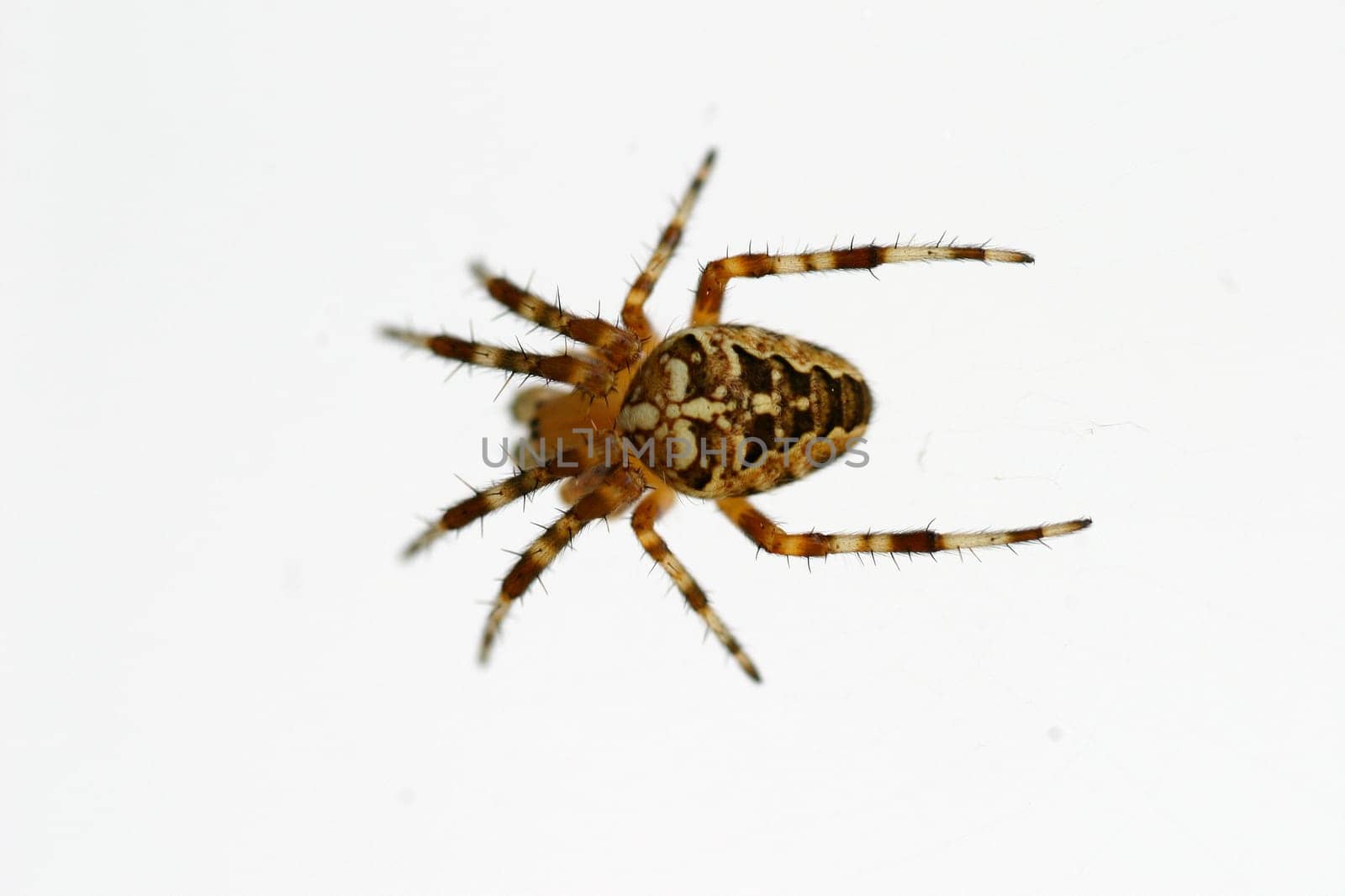 Cross spider