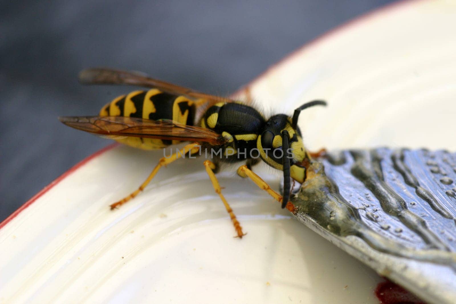 True wasp