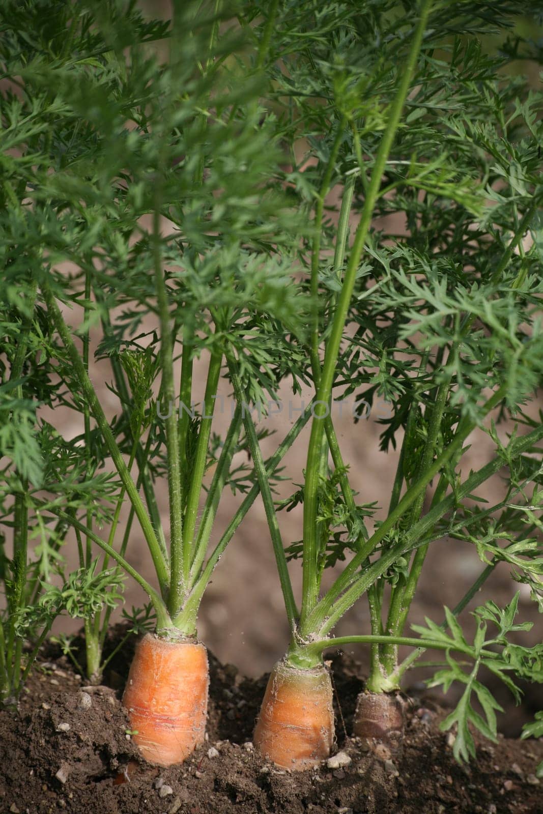 Carrots from organic farming